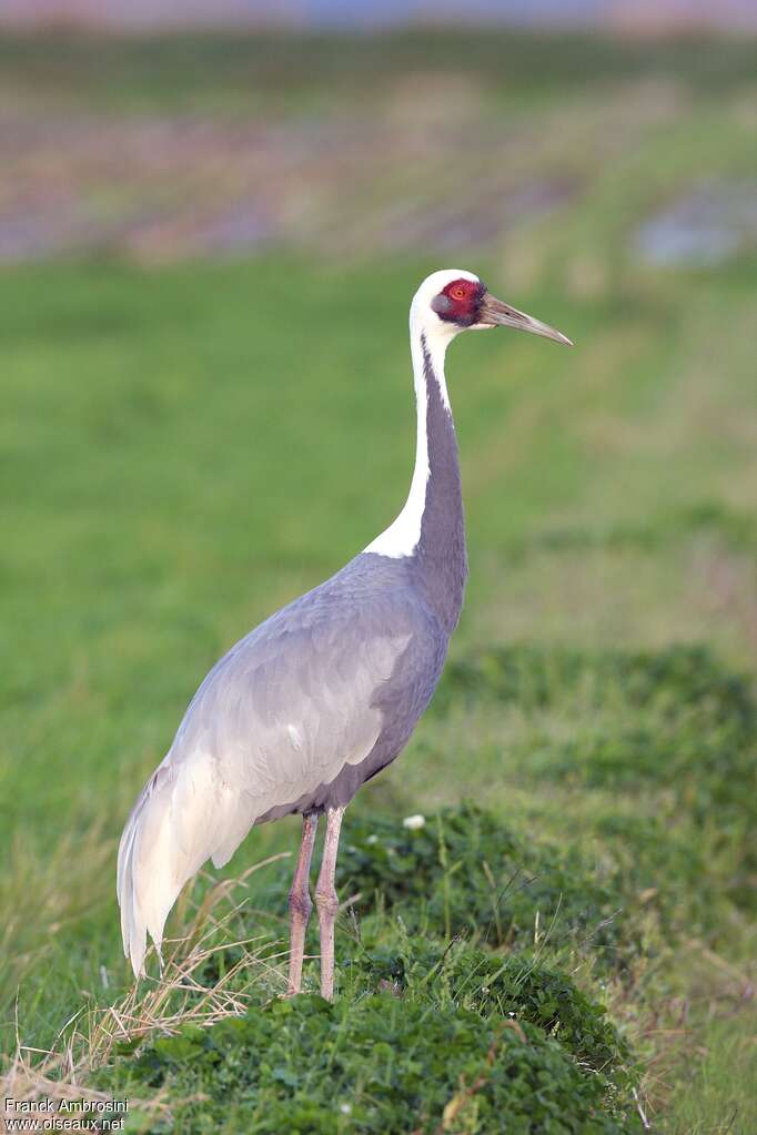 White-naped Crane, identification