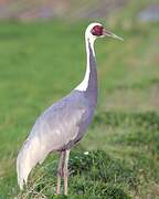 White-naped Crane