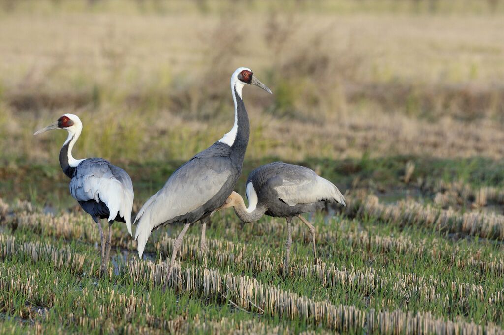 White-naped Crane