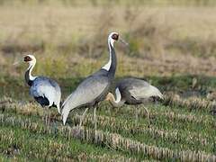 White-naped Crane