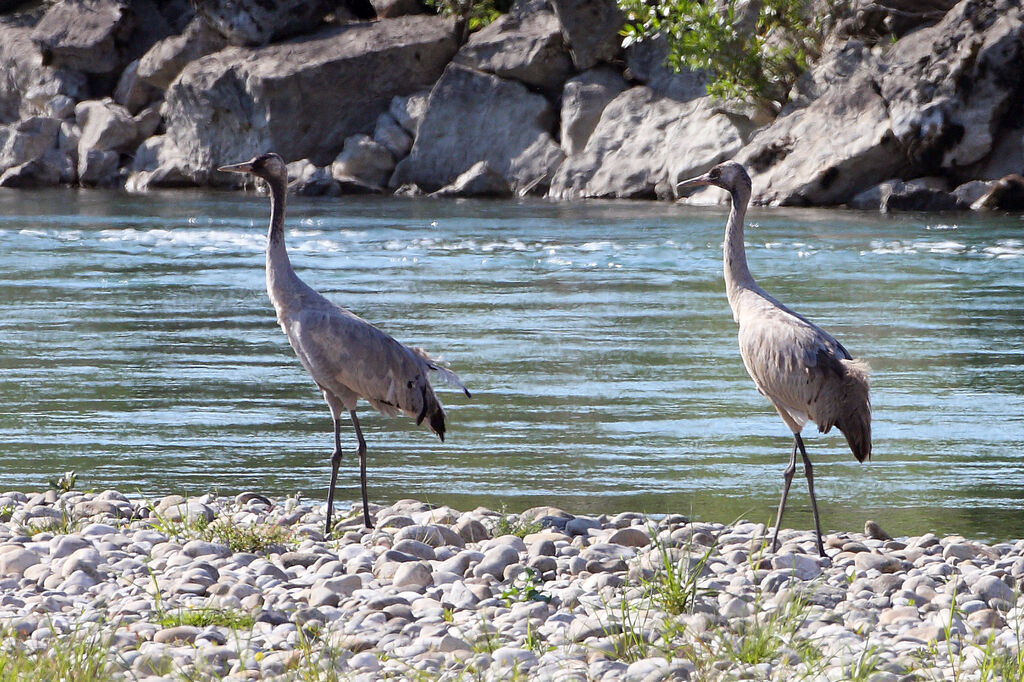 Common Crane