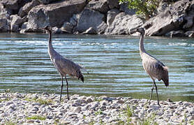 Common Crane