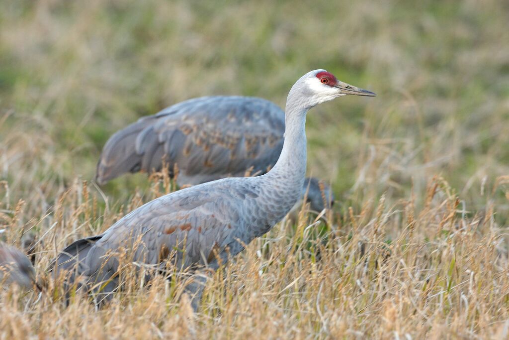 Sandhill Crane