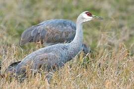 Sandhill Crane