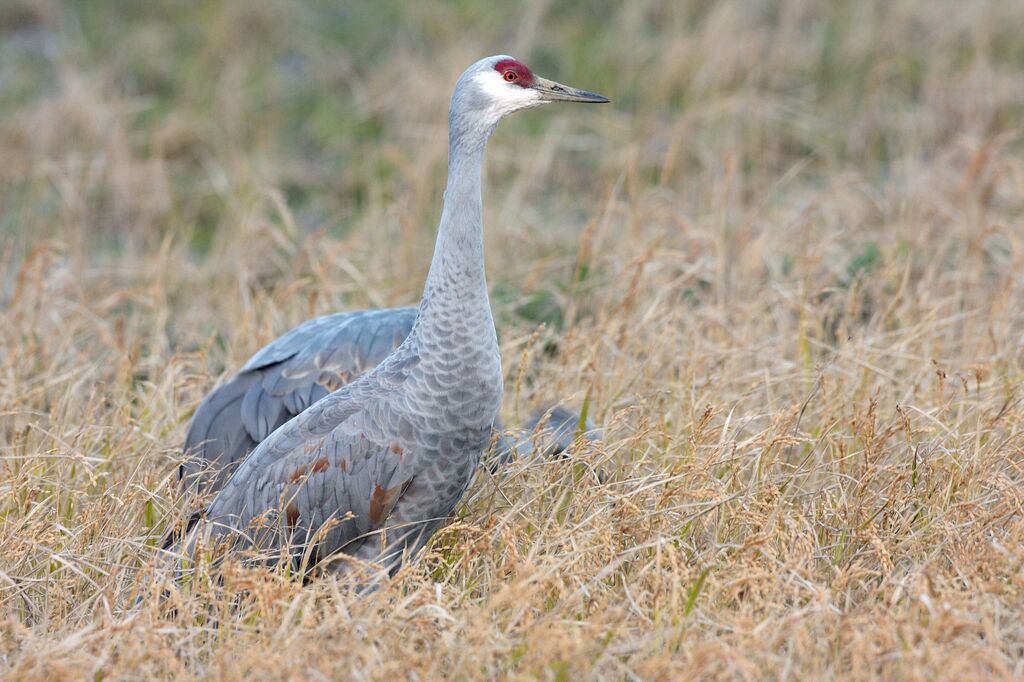 Sandhill Crane