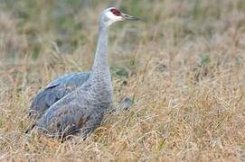 Sandhill Crane