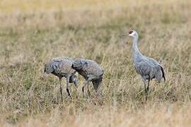 Sandhill Crane