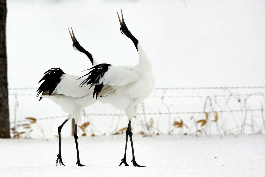 Red-crowned Crane adult breeding