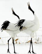 Red-crowned Crane