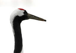 Red-crowned Crane