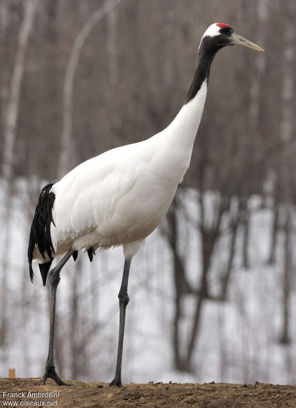 Red-crowned Craneadult, identification