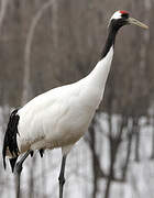 Red-crowned Crane