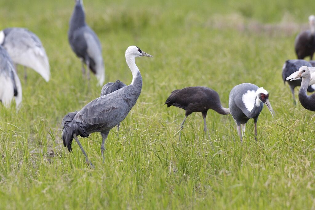 Hooded Crane