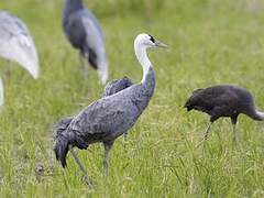 Hooded Crane