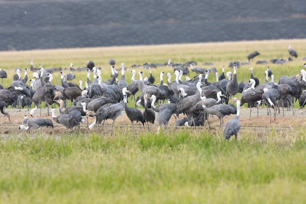 Hooded Crane