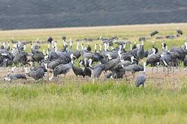 Hooded Crane