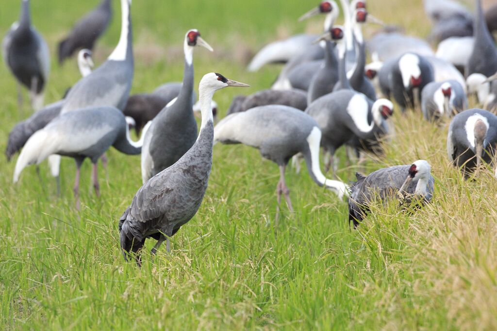 Hooded Crane