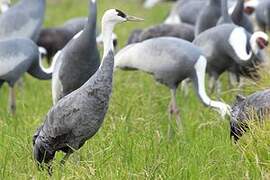 Hooded Crane