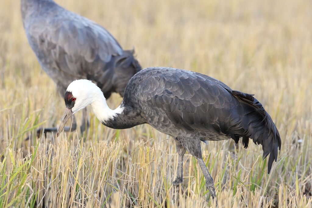 Hooded Crane