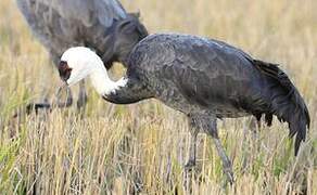 Hooded Crane