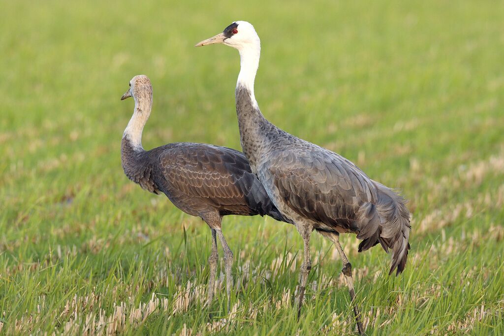 Hooded Crane