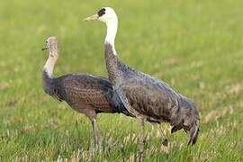 Hooded Crane