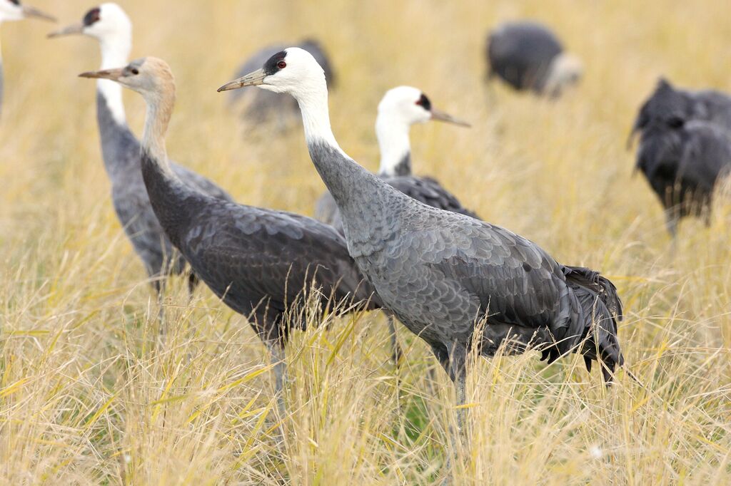 Hooded Crane