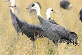 Hooded Crane