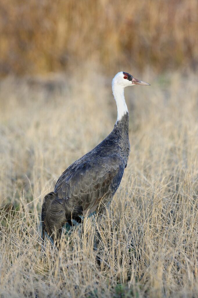 Hooded Crane