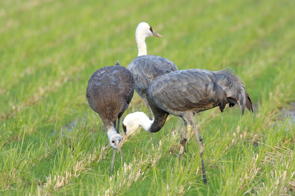 Hooded Crane