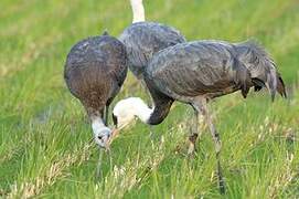 Hooded Crane