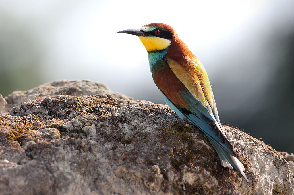 European Bee-eater