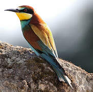 European Bee-eater