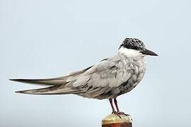 Whiskered Tern