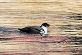 Guillemot à cou blanc