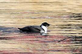 Guillemot à cou blanc