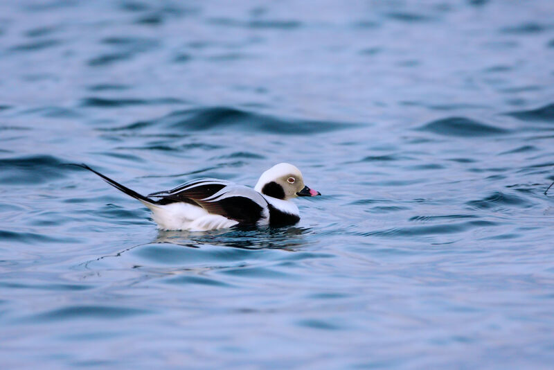 Long-tailed Duck male adult