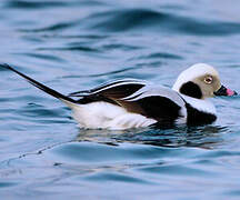 Long-tailed Duck