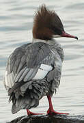 Common Merganser