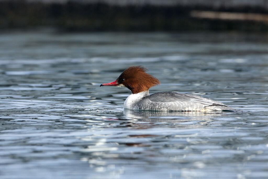 Common Merganser female adult