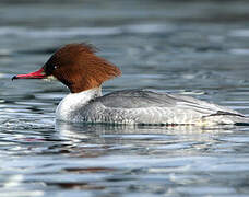 Common Merganser