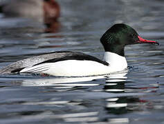 Common Merganser