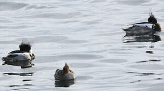 Red-breasted Merganser