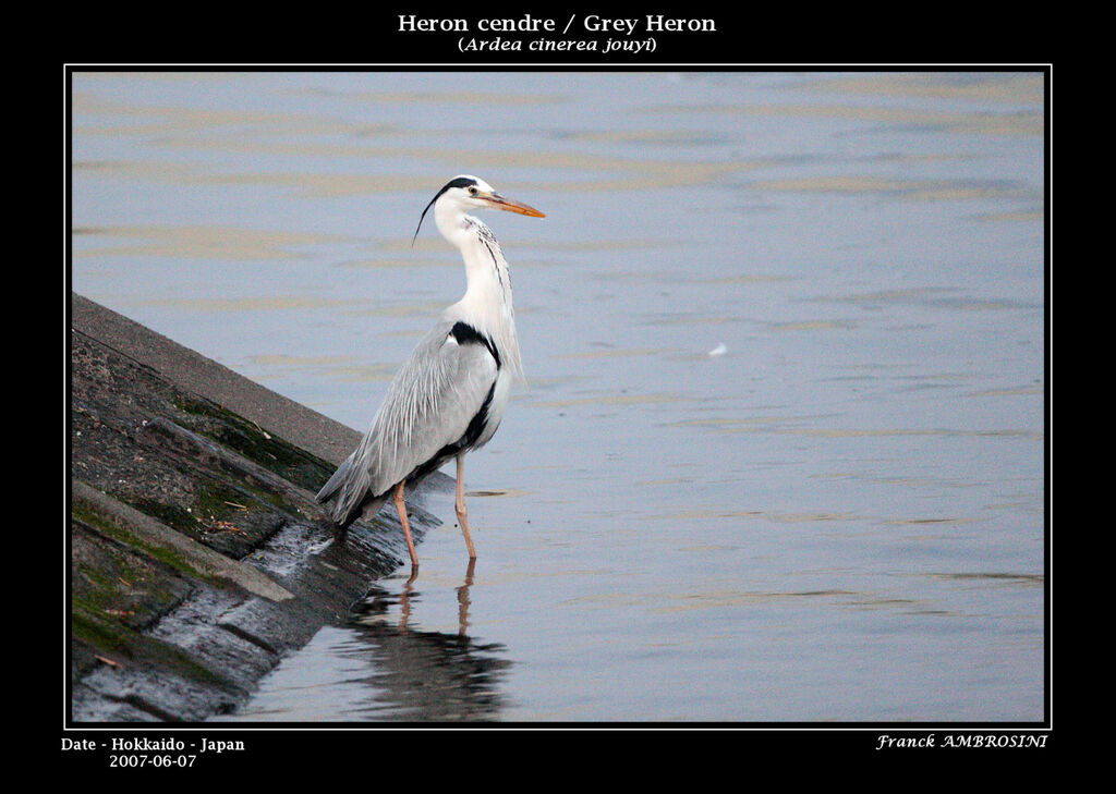 Grey Heronadult breeding