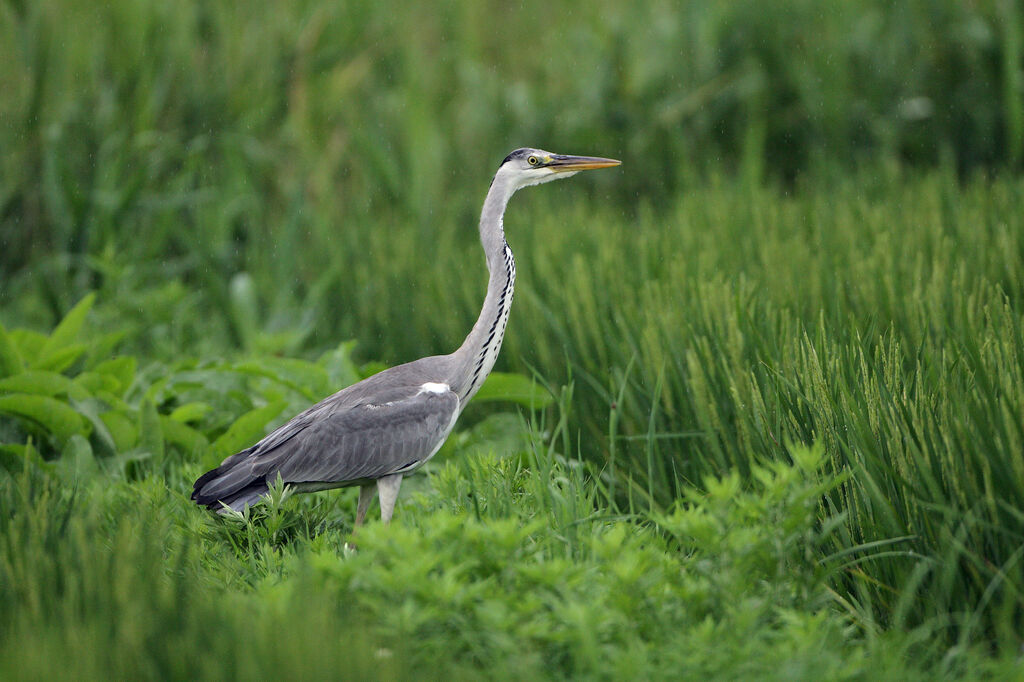 Grey Heron