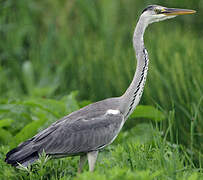 Grey Heron