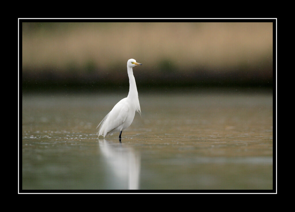 Medium Egretadult breeding