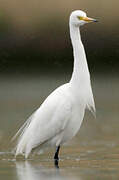 Intermediate Egret