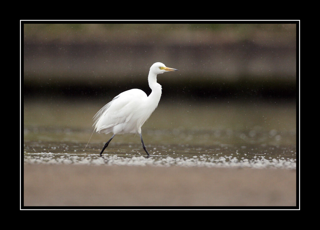 Medium Egretadult breeding