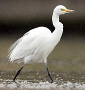 Medium Egret